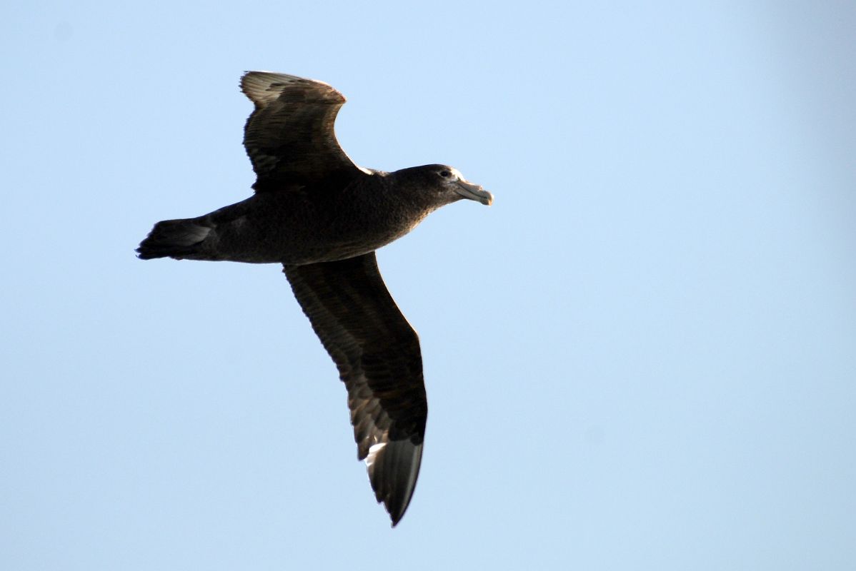 11B Southern Giant Antarctic Petrel Bird From The Quark Expeditions Cruise Ship In The Drake Passage Sailing To Antarctica